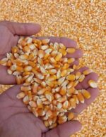 Yellow Corn Maize Non GMO - Image 4