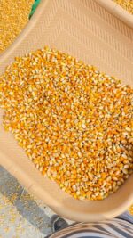 Yellow Corn Maize Non GMO - Image 2