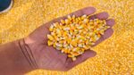 Yellow Corn Maize Non GMO - Image 3