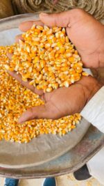Yellow Corn Maize Non GMO