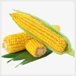 Yellow Corn Maize Non GMO