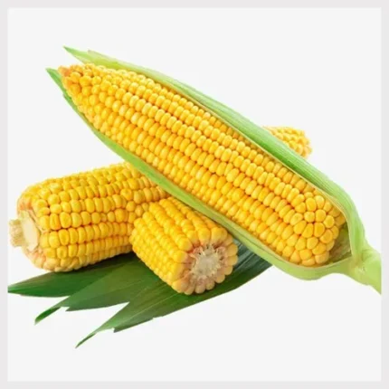 Yellow Corn Maize Non GMO