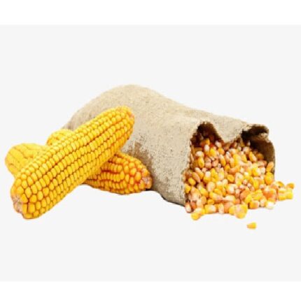 Yellow Corn Maize Non GMO: Natural, Nutritious, and Versatile