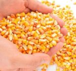 Yellow Corn Maize Non GMO