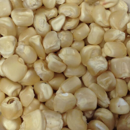 Buy Premium White Maize NON GMO – 100% Natural & High-Quality Grain